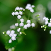 小雪花