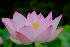 古代蓮