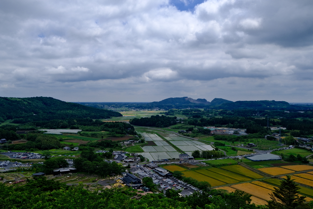 田んぼ