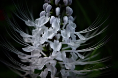 花散歩