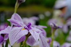 菖蒲②