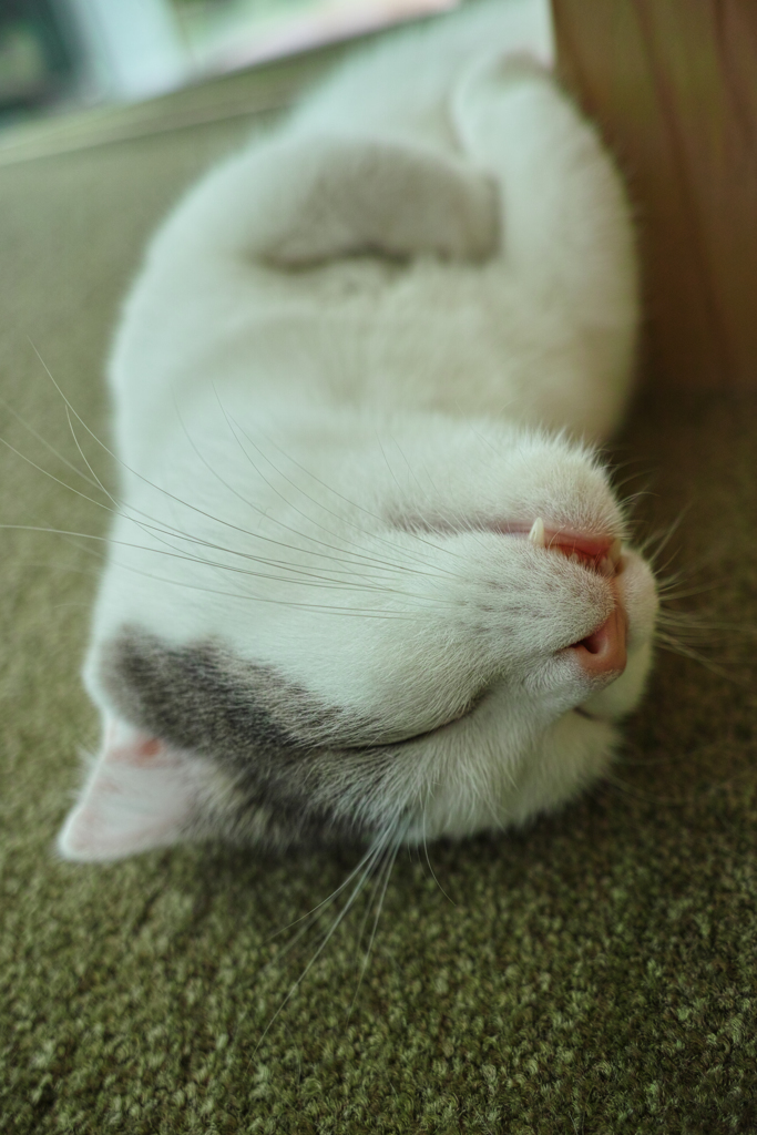 ぬこ様は今日もお眠り