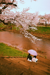 桜色の雨模様