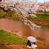 桜色の雨模様