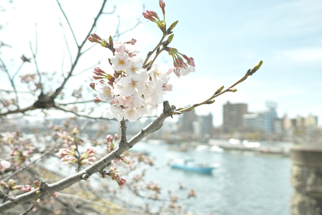 隅田桜