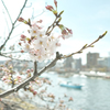 隅田桜