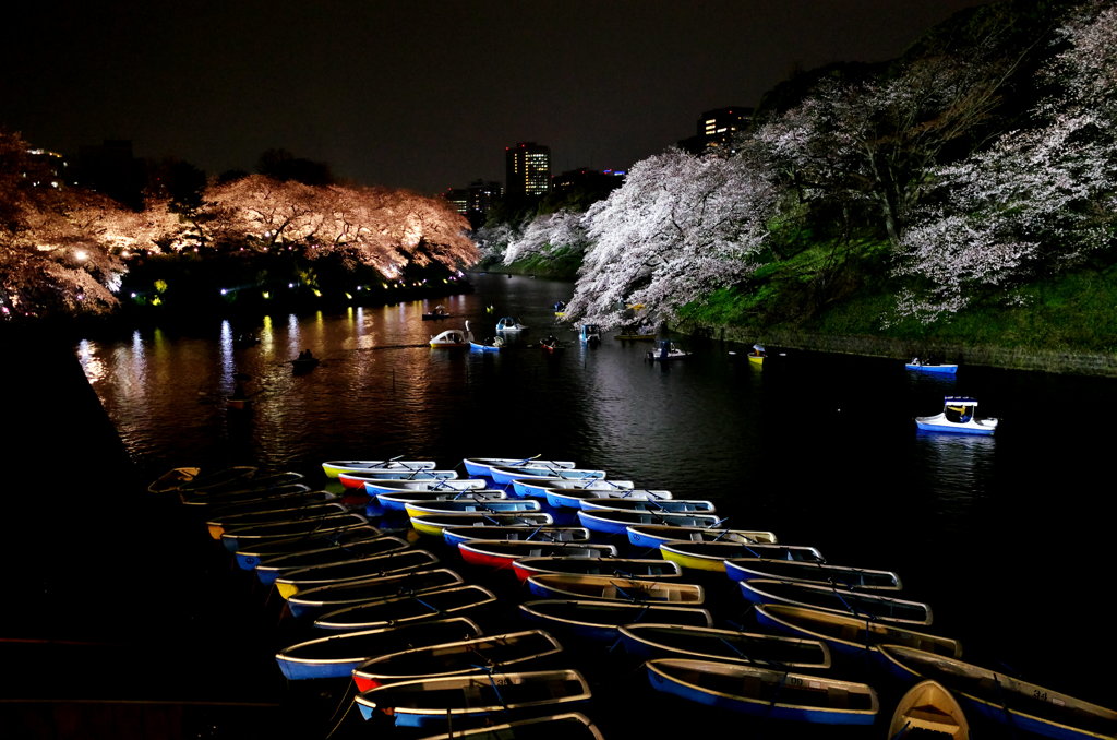 千鳥ヶ淵Night