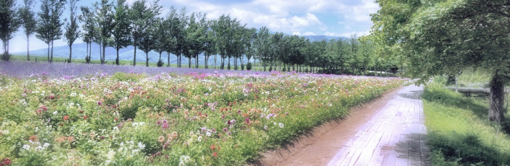 夏花の小路