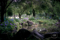 静寂の紫陽花園