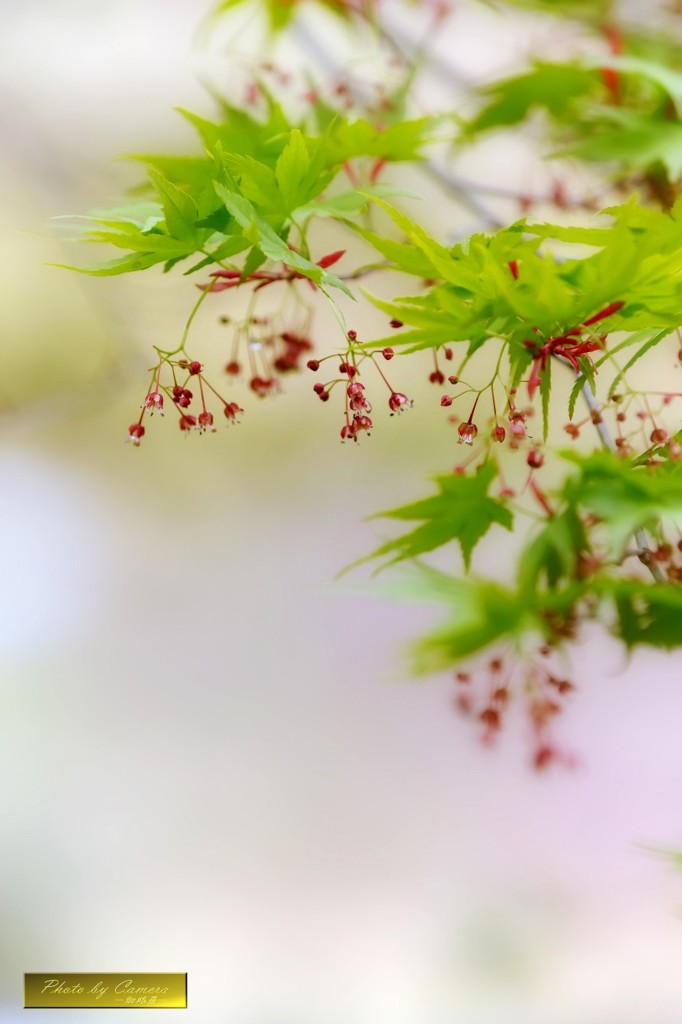 紅華