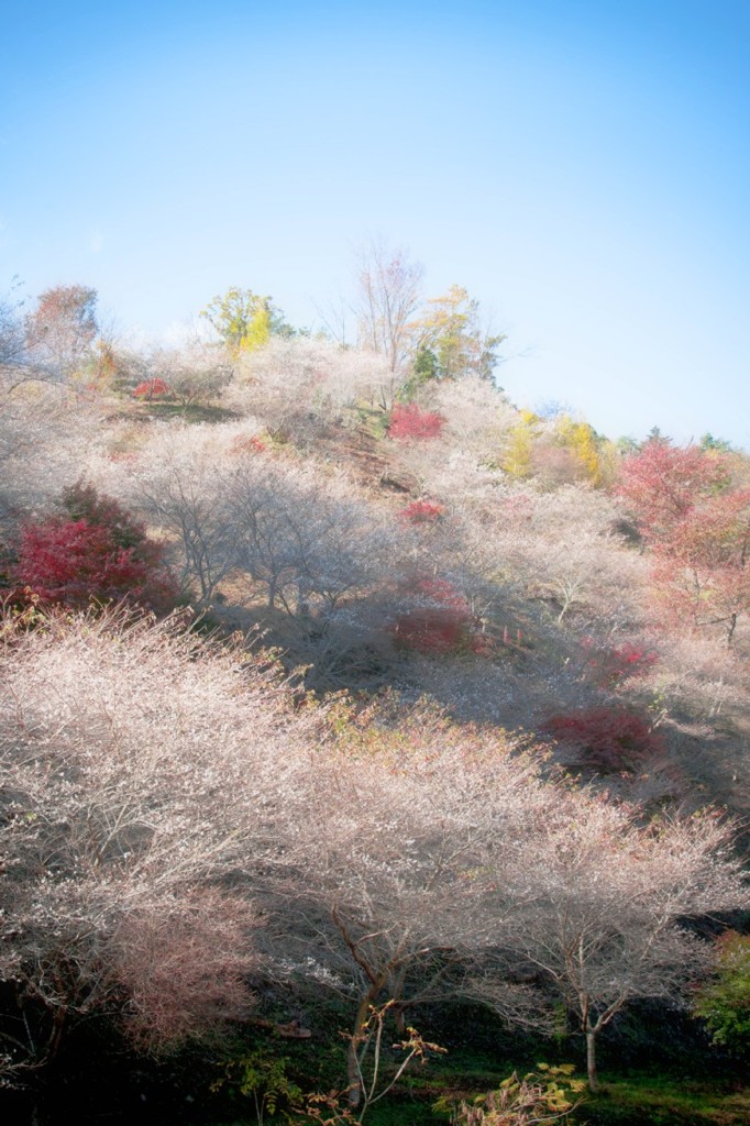 小原　四季桜　３