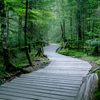 The Forest Road  1