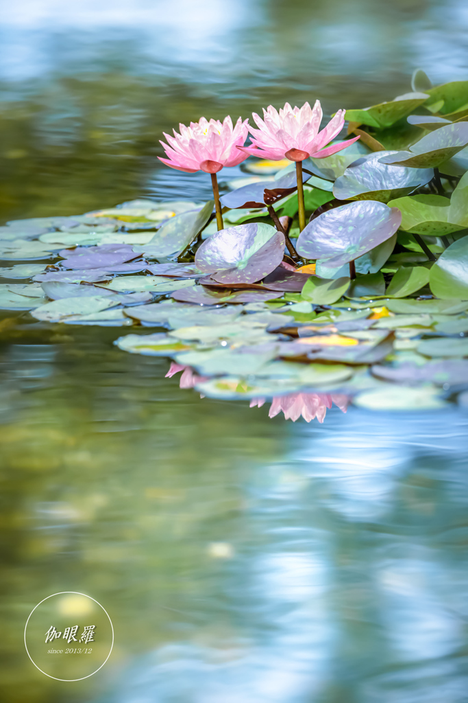 Floating Flowers