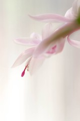 妖美