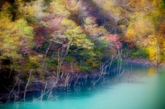 秋色に染まる徳山湖　３