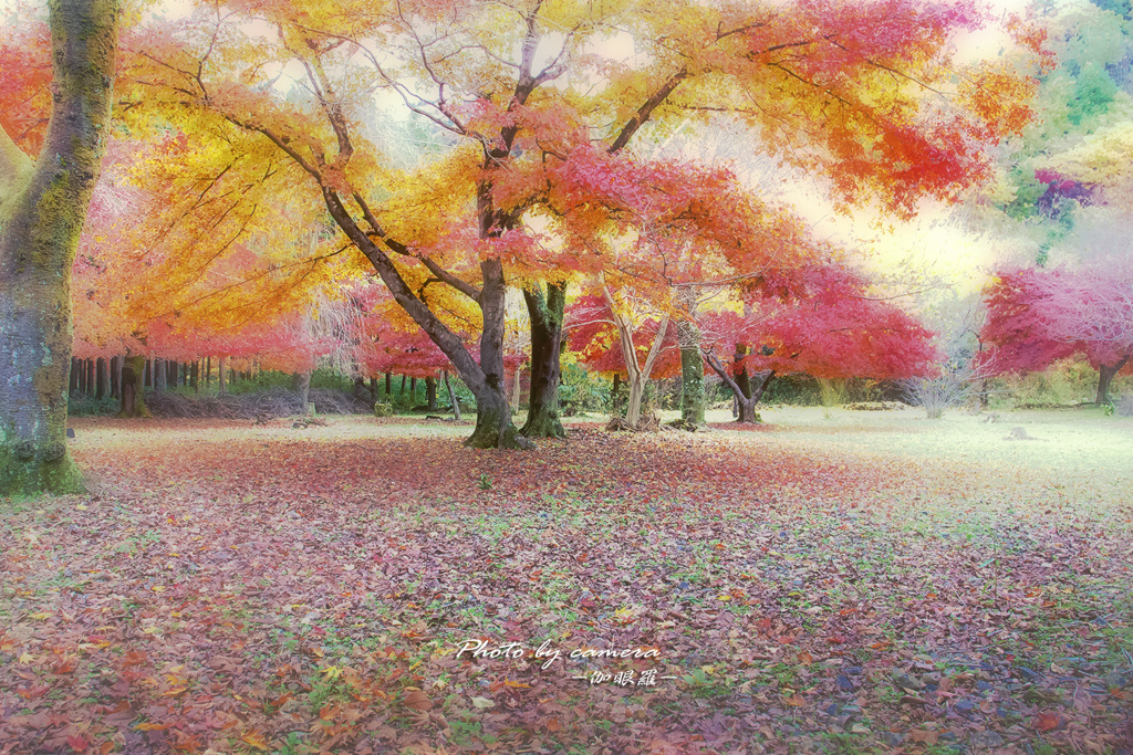晩秋の彩り