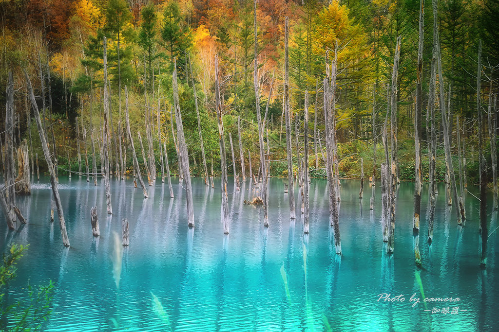 錦秋の青い池