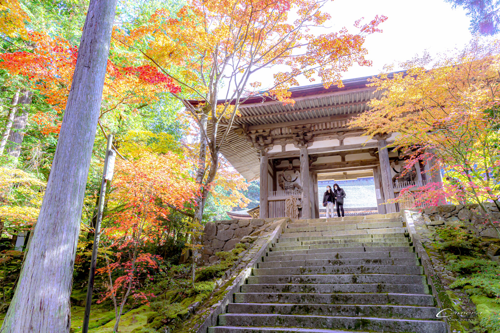 晩秋の彩り