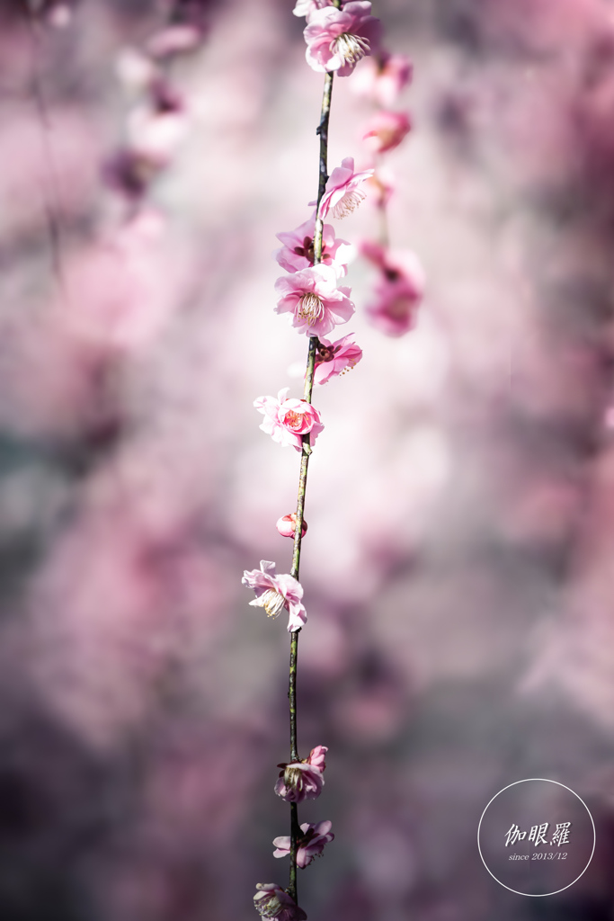 しだれ梅