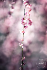 しだれ梅