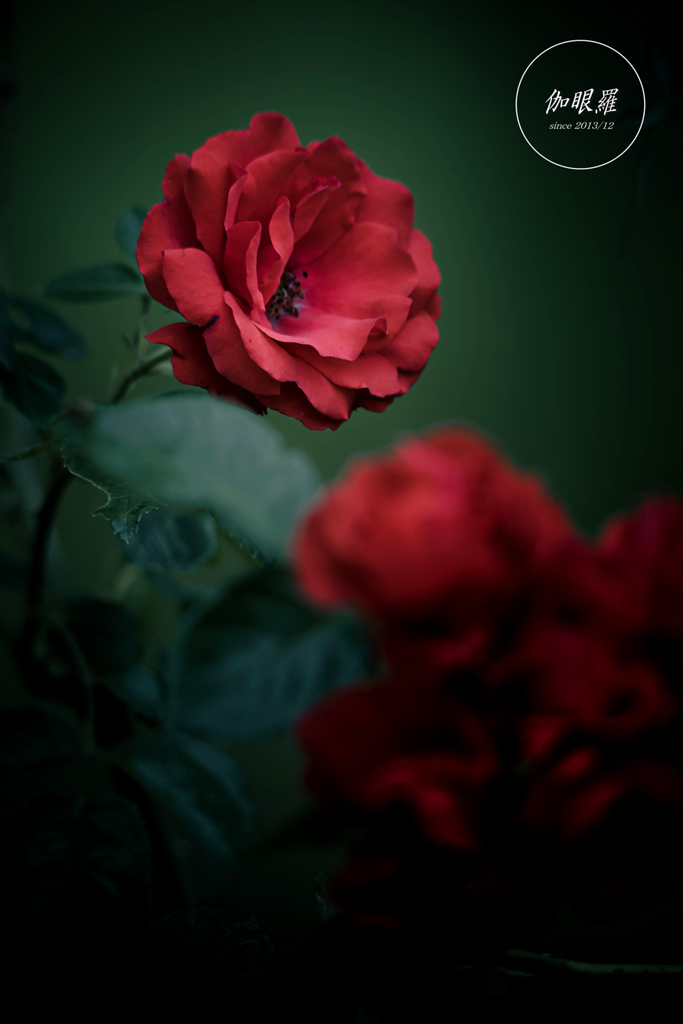 Red rose