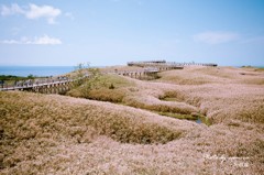 知床高架木道