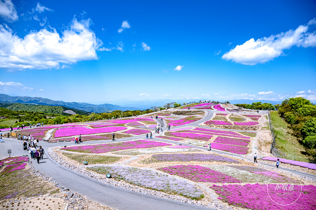 天空の芝桜 Ⅱ