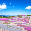 天空の芝桜 Ⅱ