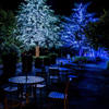 Blue Light 