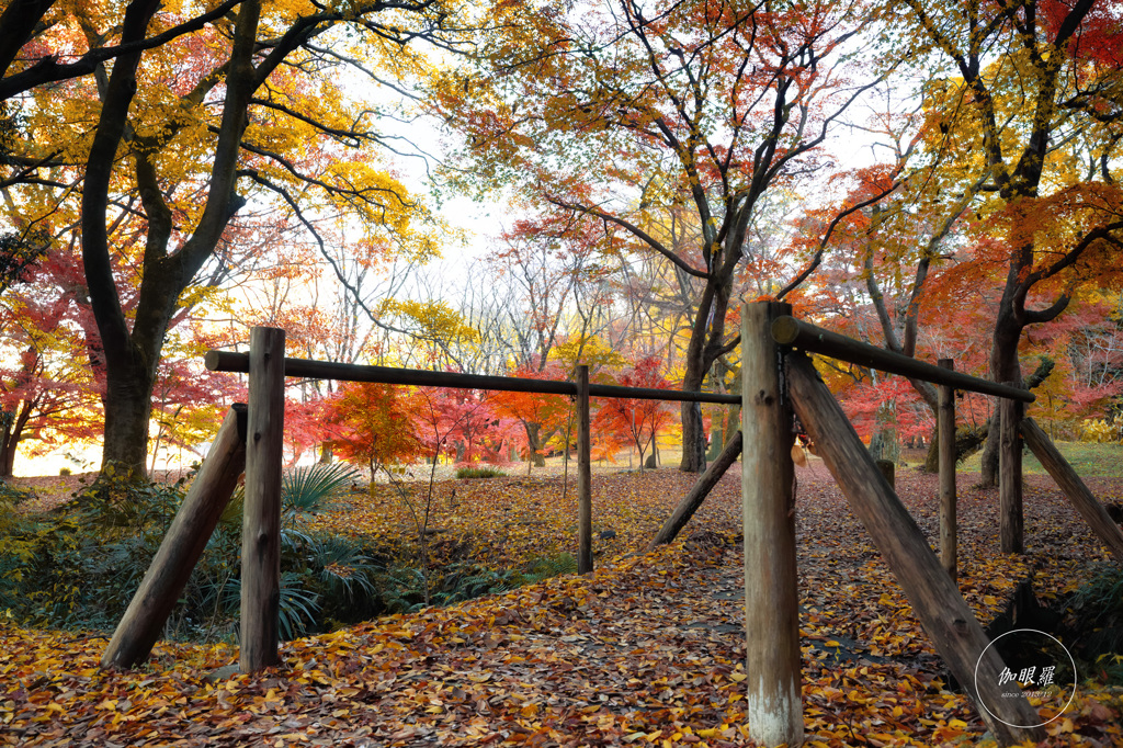 落ち葉に染まりゆく季節