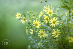 Yellow flowers