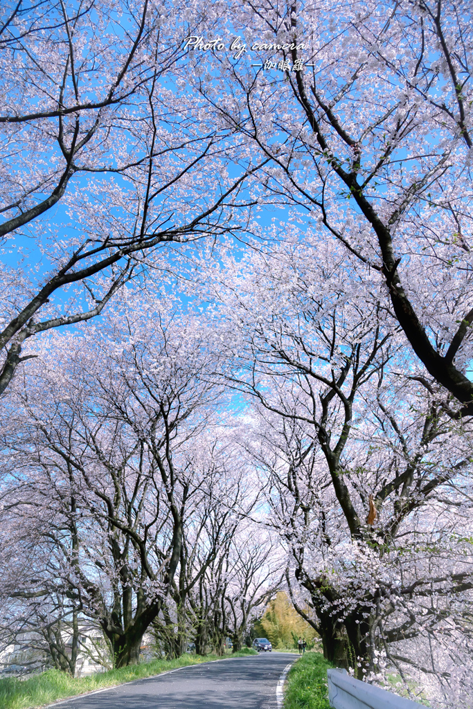 桜道