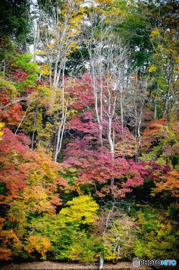 湖畔の紅葉　2