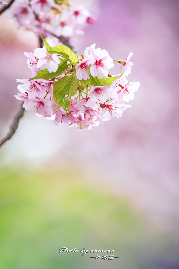 桜束