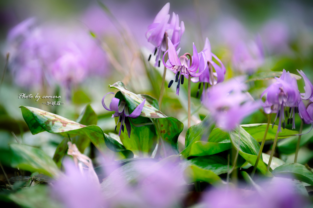 purple
