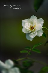 Elegant rose