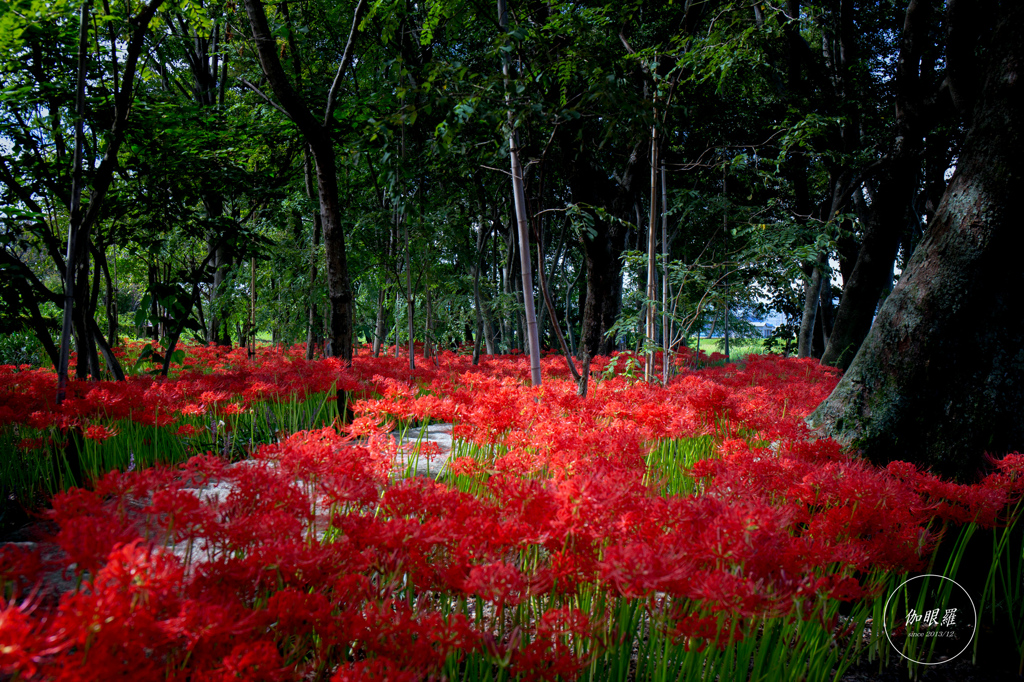 紅を敷き広げて