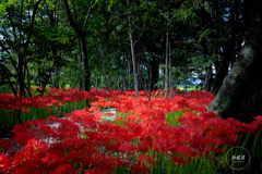 紅を敷き広げて