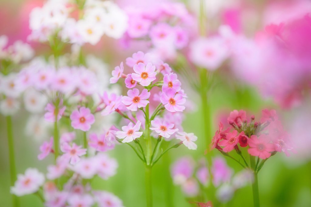 花の森 ５