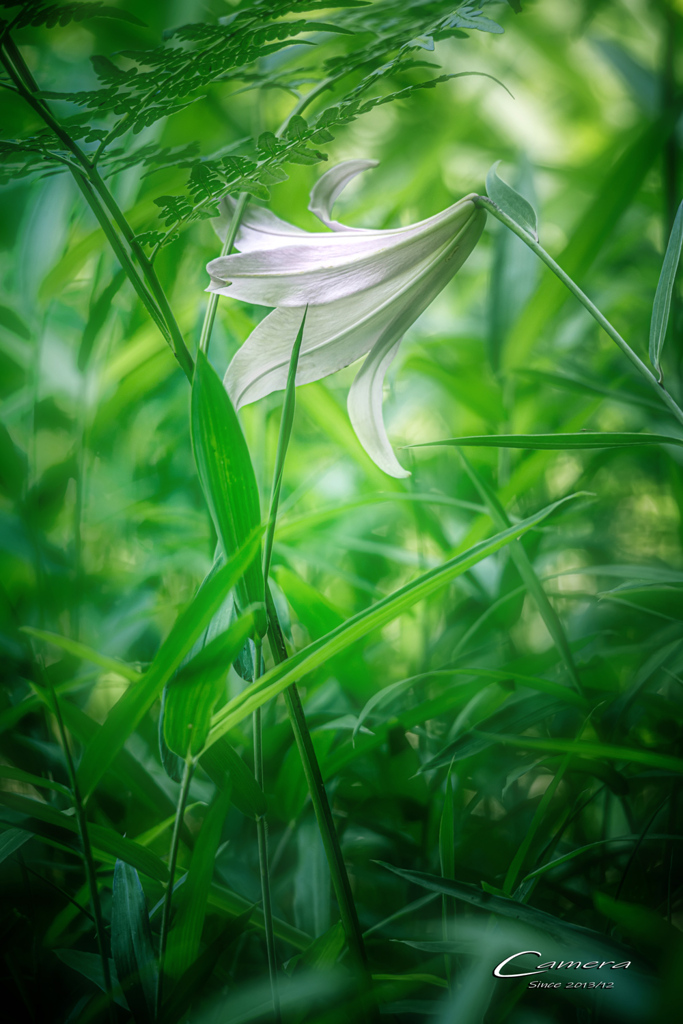 初夏の森に咲く　Ⅳ