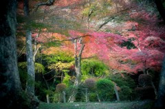 色づく庭園