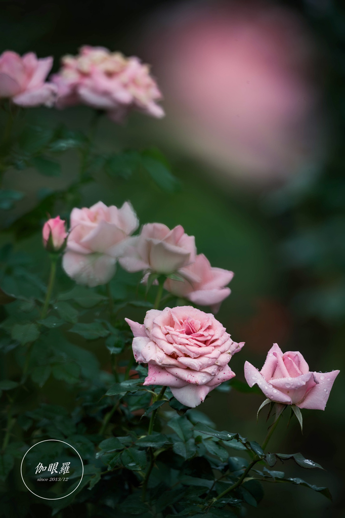 Autumn Roses