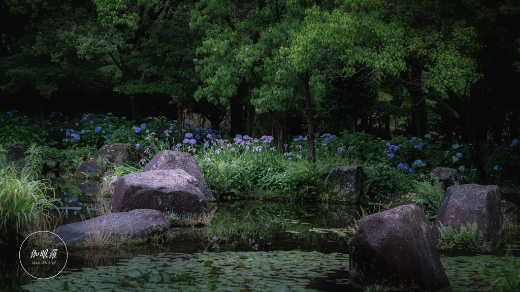 紫陽花の咲く水辺