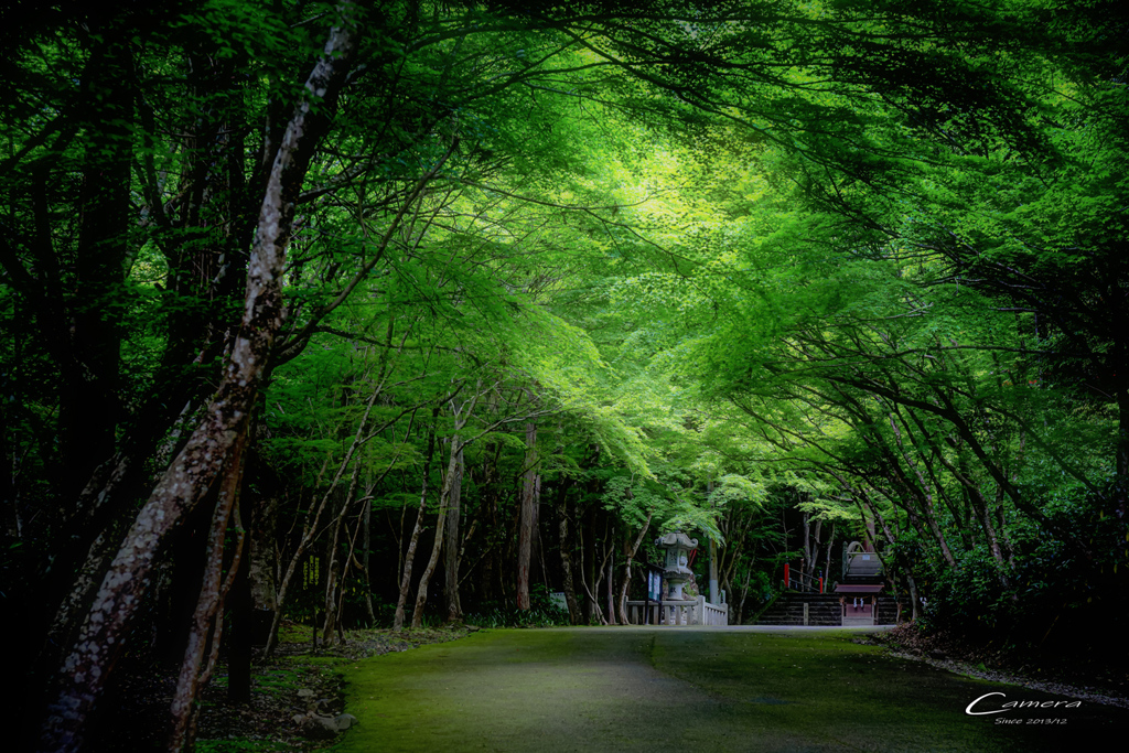 新緑の大矢田神社 Ⅲ