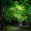 新緑の大矢田神社 Ⅲ