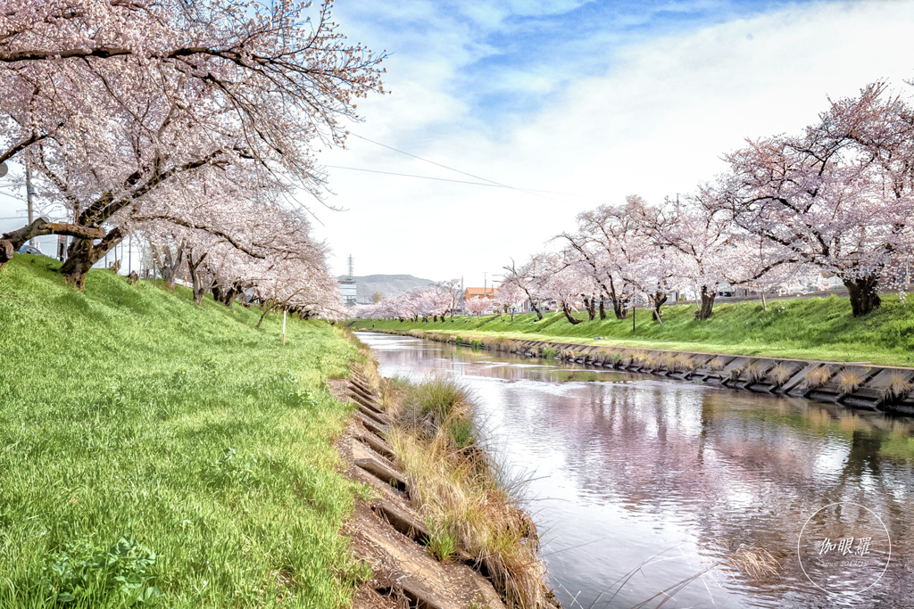 春の川辺