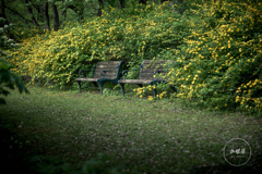 Old benches