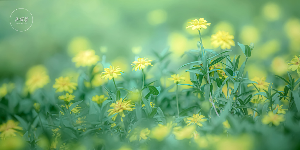 Yellow Flowers