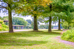 Summer day in the park