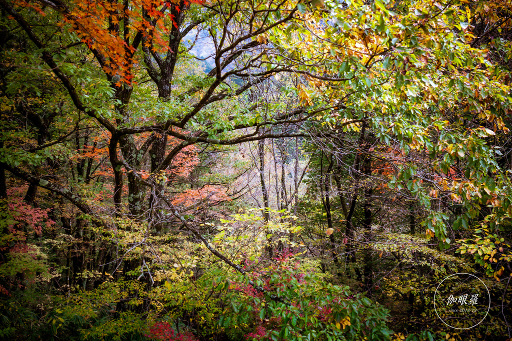 autumn forest Ⅰ
